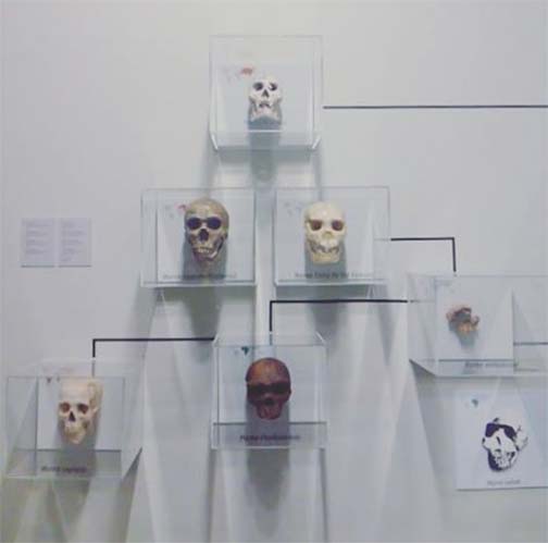 La evolución humana en el Museo de Ciencias Naturales, en el Paraninfo