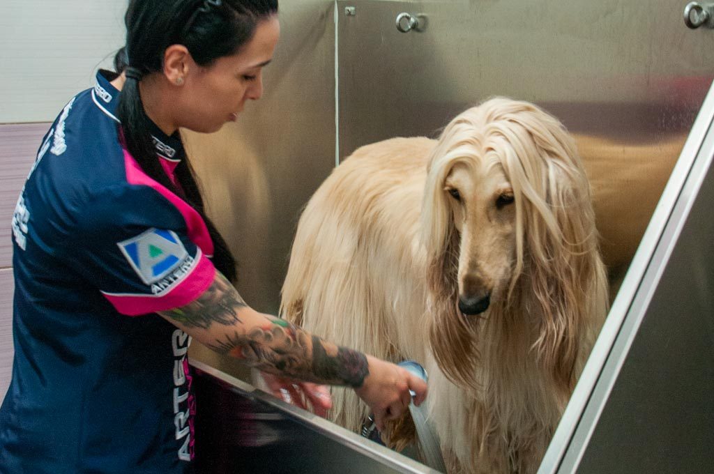 Guau que pelos las fuentes